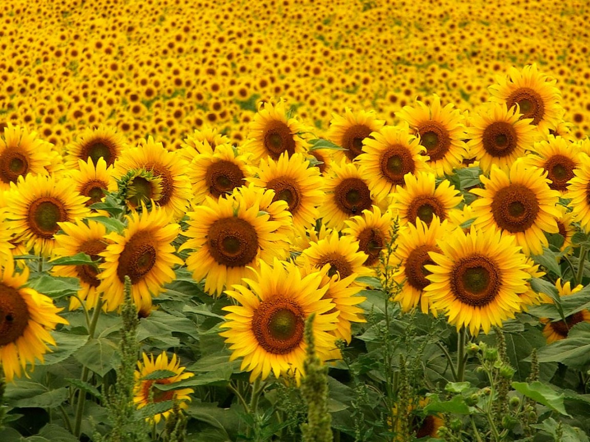sunflowers-1152x864